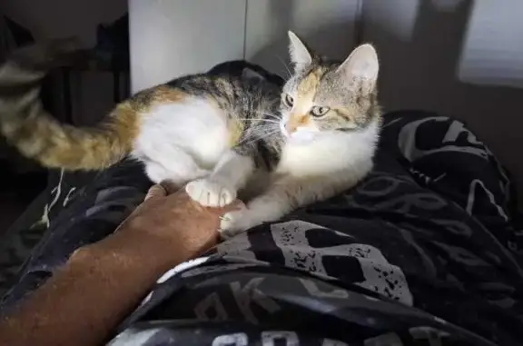 Missing cat Female, Gqeberha (zl002880) - photo