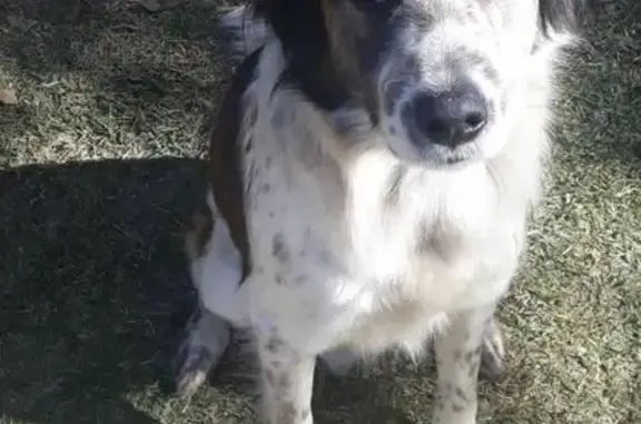 Cachorro perdido, Rua Major Hermínio de Souza Valle, 81 — rosto com pintas - photo