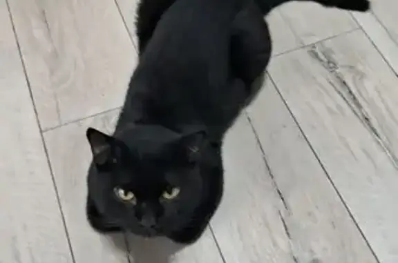 Gato perdido, macho, Conj. Res. Branca Vieira, Maringá - PR — preto e com 10 meses - photo