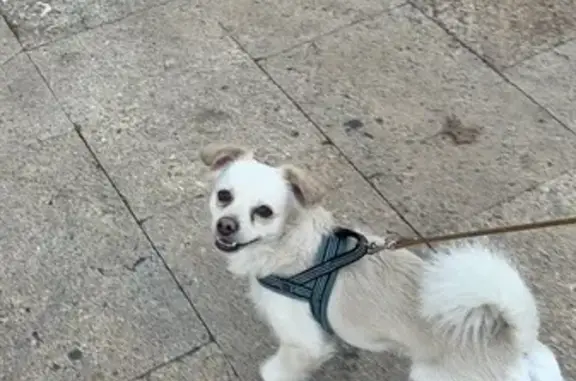 Perro encontrado L'Hospitalet de Llobregat, foto: Perro encontrado, Carrer de Provença, l'Hospitalet de Llobregat — encontrado en Av. Carrilet