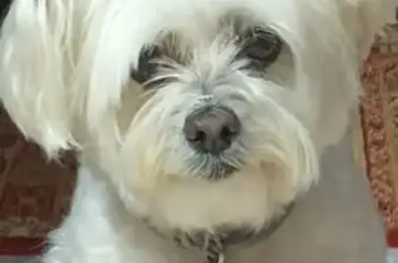Perro perdido, Avenida de Galicia, 40, Gijón — hembra de bichón maltés blanco con cataratas - photo