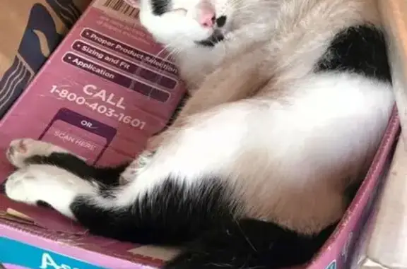 Lost cat, male, Pine Grove Boulevard, 1743, Bay Shore — white and black and friendly - photo
