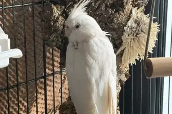 Ave perdida, Carrer Ponent, 53, Calafell — le falta plumaje en el cuello y parte de las alas - photo