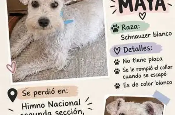 Blanca schnauzer mini 1 año