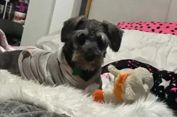 Perdido perro macho, Valle del Rosario, Ciudad Juárez, Juarez — se llama Rocco - photo