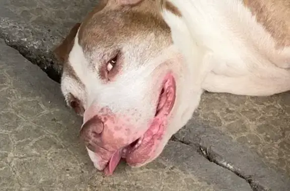 Missing dog Dolton, photo: Lost dog, East 142nd Street, 1109, Dolton, Dolton — female Pitbull with white facial hairs