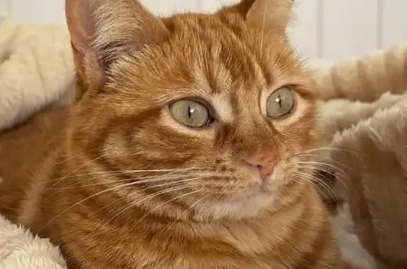 Gato perdido, Calle Campo de Fútbol, 9, La Torre de Esteban Hambrán, Villaviciosa de Odon — acude cuando lo llamas - photo