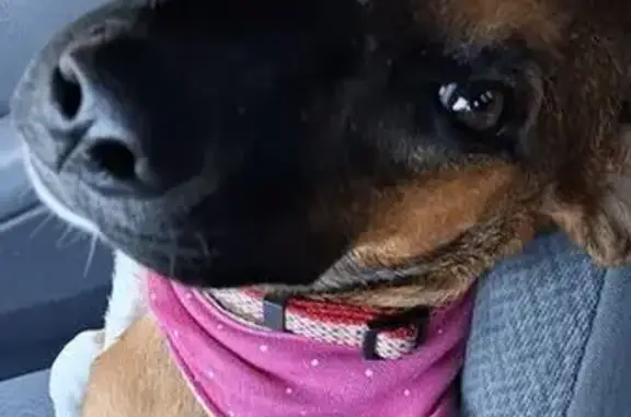 Lost dog, female, Goodyear, Arizona, Tempe — black face, white front socks - photo