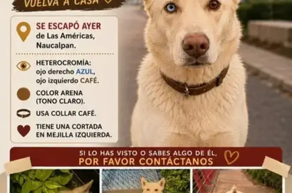 Animales perdidos San Jose del Cabo, foto: Perro perdido, Naucalpan de Juárez, Estado de México, San Jose del Cabo — ojo derecho azul e izquierdo café