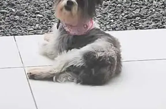 Cachorro encontrado, Rua Ipira...
