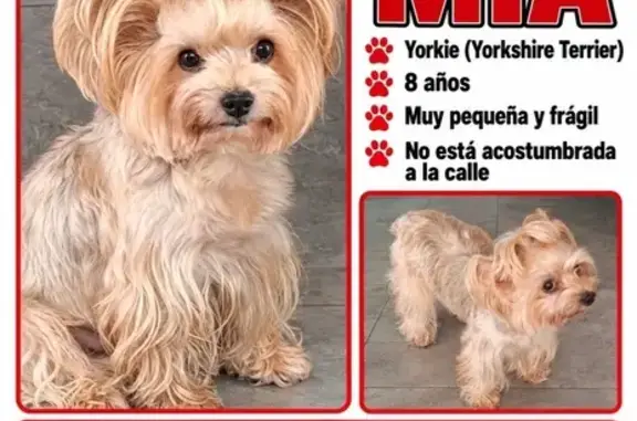 Perdido perro, 3a. Avenida, 658, San Nicolas de los Garza — yorkshire beige - photo
