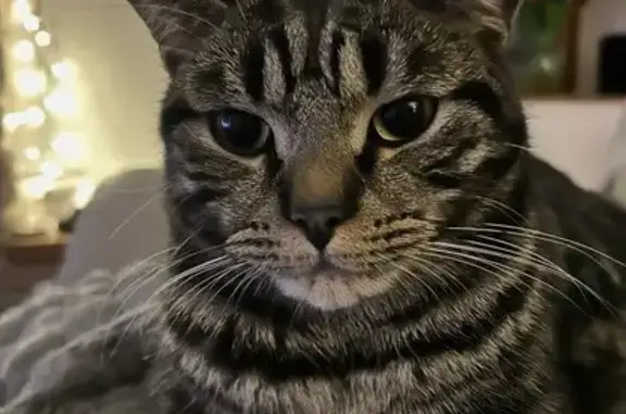 Lost cat, male tabby, Marlfield, Scotland, Duns — 2 years old - photo