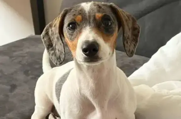 Cachorro perdido, Alameda Prudente de Moraes, 711 — pequeno e comprido - photo