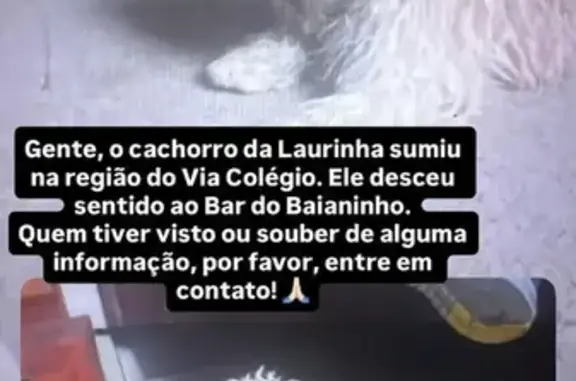 Cachorro perdido, Rua Pirajá, 1350 — dócil e inocente - photo