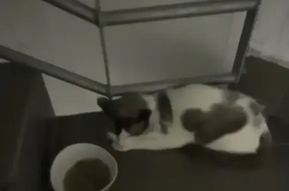 Búsqueda de mascotas, foto: Gato encontrado, Carretera Villaverde a Vallecas, 295, Madrid, Villa de Vallecas — blanco con manchas cafés