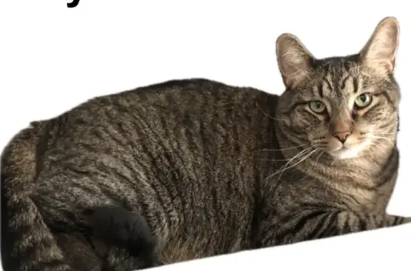 Lost pets Gainesville, photo: Lost male cat, Southwest 33rd Lane, Florida, Gainesville — tabby and friendly