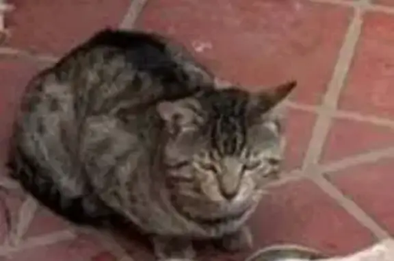 Lost and found pets Australia, photo: Lost cat, Elaine Court, 4, Penrith, Sydney — timid male tabby