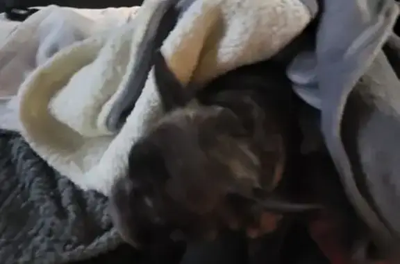 Lost pets Broken Arrow, photo: Lost female dog, West Atlanta Street, 2305, Broken Arrow — Frenchie named Brendan