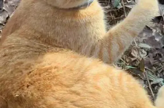 Lost Cat, Chickamauga Avenue Northeast, 944, Knoxville — orange tabby with a white chin - photo