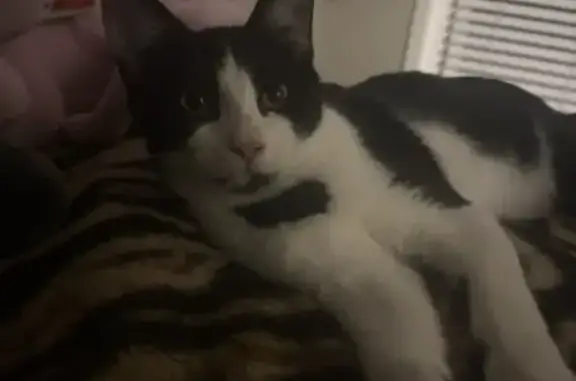 Lost cat, 4083-3 San Jose Ap, Jacksonville — male tuxedo with green eyes - photo