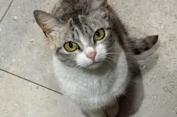 Gato perdido, Rua Vanderlei, 233 — com chip de identificação - photo