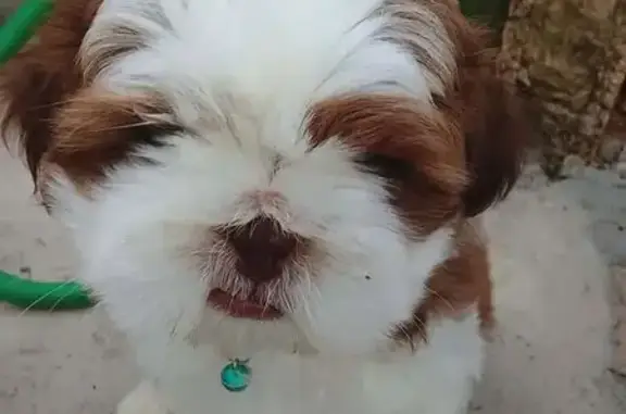 Cachorro perdido, Rua Nicolau Jacob, Arceburgo — macho com coleira preta - photo