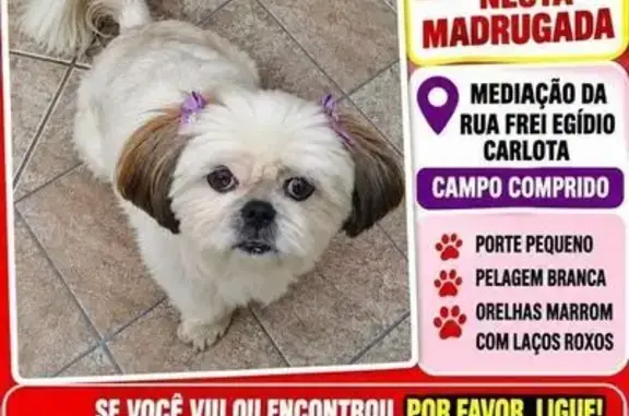 Cachorro perdido, fêmea, Rua Frei Egídio Carloto, 326 — Shitsu branca e cega de um olho - photo
