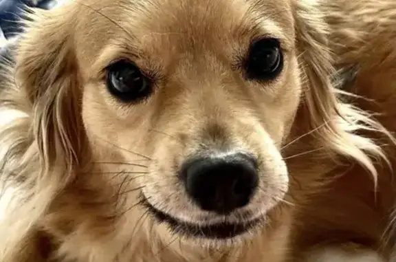 Lost pets Kannapolis, photo: Lost dog, Wilhelm Place Northeast, Concord, Kannapolis – female blonde mixed breed