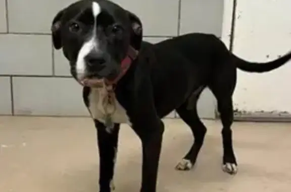 Lost dog, female, Anthes Drive, 185, Nashville — trained service dog - photo