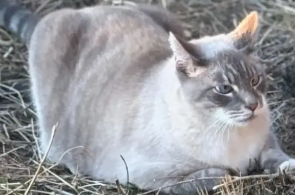 Missing cat Arlington, photo: Lost male cat, Washington Street, 308, Lyle, Arlington — very large with baby blue eyes