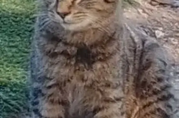 Lost cat, Richardson Street, 13, Redbank — black ear tips and spots near her nose - photo
