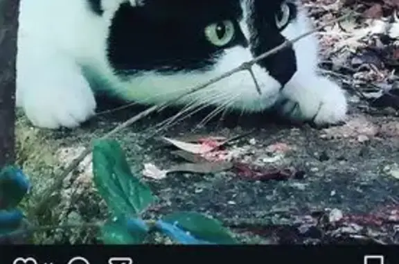 Missing cat Johannesburg, photo: Lost cat, The Braids Road, 52, Johannesburg — male black-and-white cat