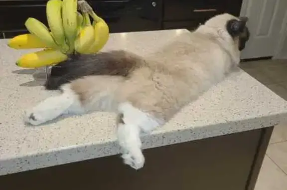 Lost pets Houston, photo: Lost cat, Sundance Meadows Lane, 7118, Richmond, Houston — female, Rockdale