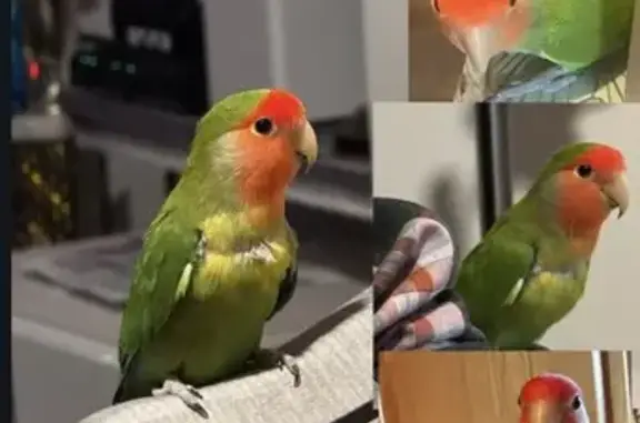 Lost pets Brooklyn, photo: Missing bird Male, Brooklyn (usl550394)
