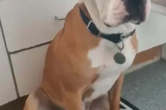 Lost dog, Mellifont Street, 22–26, Hobart City, Hobart — male with a navy-blue collar - photo