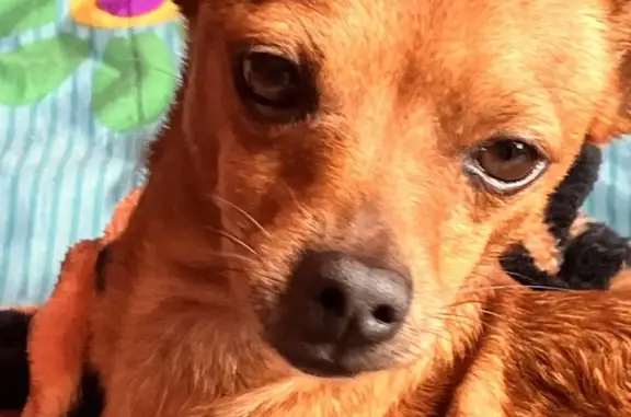 Es color café avellana, es cariñoso, tiene un poco de canas en el hocico, ojos negros. Normalmente lo sacamos a que haga de la pipi y el solo regresa y toca la puerta, nunca se va lejos pero hoy entre las 7 y 9 de la tarde ya no regresó y temo que alguien lo haya tomado pensando que no tiene dueño.