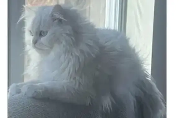 Lost pets Murfreesboro, photo: Lost cat, Murfreesboro — friendly white Persian female named Maloos