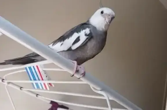 Lost female bird, Raleigh Road, 48, Joondalup, Sorrento — primarily grey with some white - photo