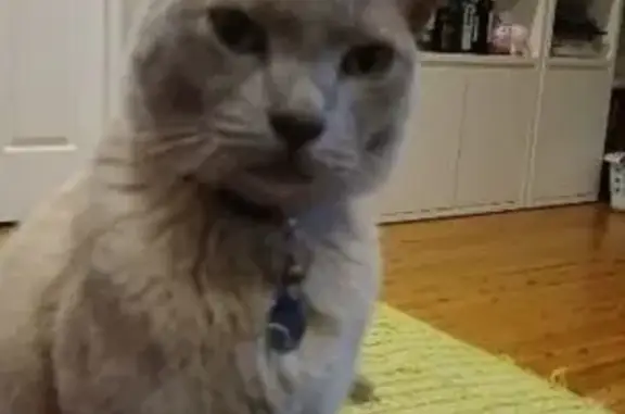Lost pets Sydney, photo: Lost male cat, Penrose Street, 54, Lane Cove, Sydney – 9-year-old Burmese lilac cat