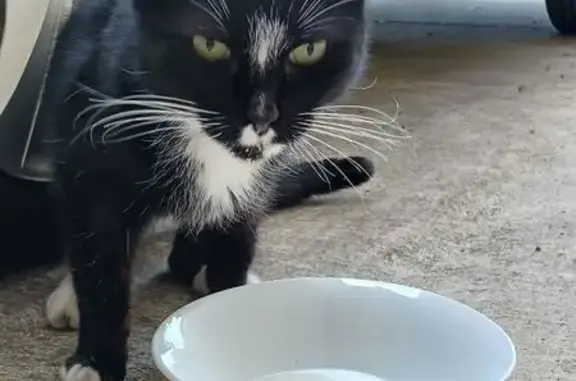 Found cat Strathfield, photo: Found cat, Leron Avenue, Port Adelaide Enfield, Strathfield — skinny, missing fur on back legs