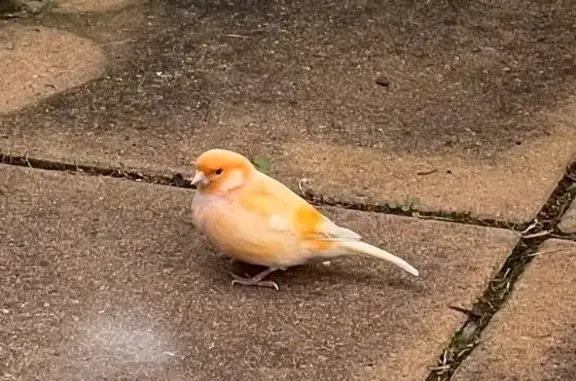 Found bird, Blanc Avenue, Cant...