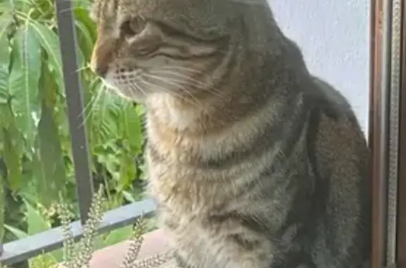 Gato perdido macho, Calle Santa Rosa de Lima de Calypso, 180, Mijas, Fuengirola — grande y atigrado - photo