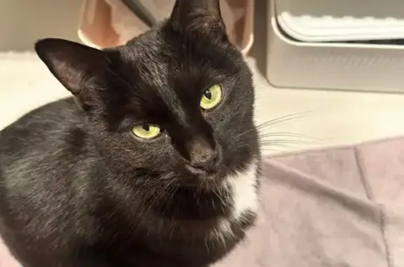 Lost pets Blacktown, photo: Lost male cat, Bailey Place, Blacktown — black with white chest patch