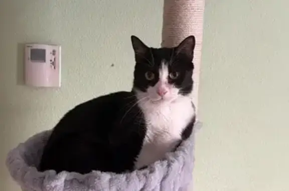 Gato perdido, Carretera Nuévalos, Aragón, Zaragoza — negro y blanco - photo