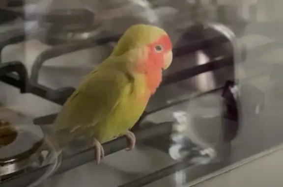 Found pets Serangoon, photo: Found bird, Punggol Drive, 96, Singapore, Serangoon — very gentle