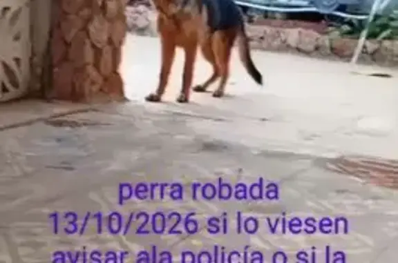 Perdido perro hembra, Aldaia, Pozuelo de Alarcon — pelaje marrón, negro y blanco - photo
