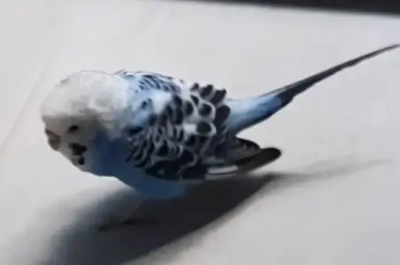 Found bird, North Parkway, 1,...