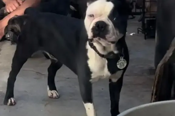 Lost pets Huntington Park, photo: Lost male dog, Rugby Avenue, 6143, Huntington Park — black-and-white Boston terrier