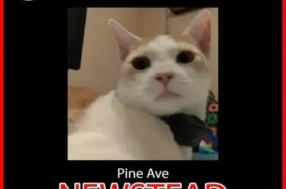 Lost cat, male, Pine Avenue, 3, Launceston — white and orange domestic shorthair - photo