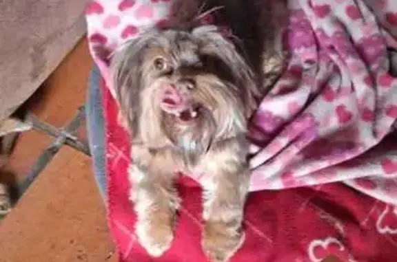 Lost and found pets South Africa, photo: Lost female dog, Rienert Avenue, Kempton Park, Eden Glen Ext 60 — brown and chocolate Mini Yorkie